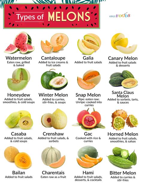 melonstu|A Guide to Types of Melons